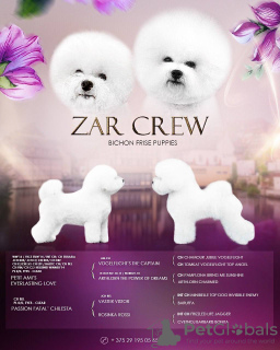 Foto №2 zu Ankündigung № 52774 zu verkaufen bichon frisé - einkaufen Weißrussland vom kindergarten