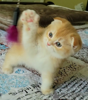 Foto №1. schottische faltohrkatze - zum Verkauf in der Stadt Palm Coast | 1169€ | Ankündigung № 141275
