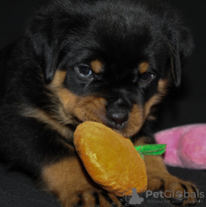 Foto №3. Rottweiler-Welpen. Weißrussland