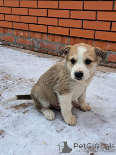 Foto №3. 5 entzückende Welpen suchen ein Zuhause!. Russische Föderation