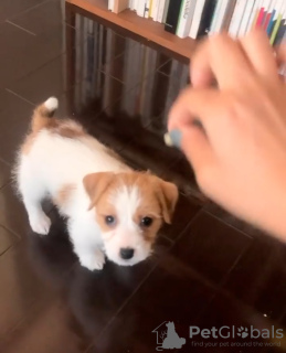 Foto №1. jack russell terrier - zum Verkauf in der Stadt Sydney | verhandelt | Ankündigung № 131246