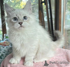Foto №1. sibirische katze - zum Verkauf in der Stadt Kamen | 350€ | Ankündigung № 177609