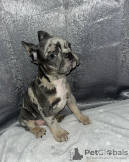 Foto №3. Ich suche ein gutes Zuhause für meine Welpen. USA