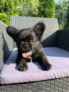 Foto №4. Ich werde verkaufen französische bulldogge in der Stadt Kruševac. quotient 	ankündigung - preis - verhandelt