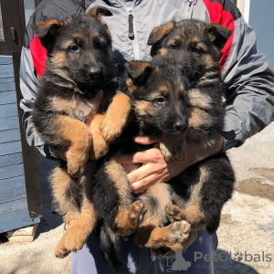 Foto №1. deutscher schäferhund - zum Verkauf in der Stadt Bern | verhandelt | Ankündigung № 124028