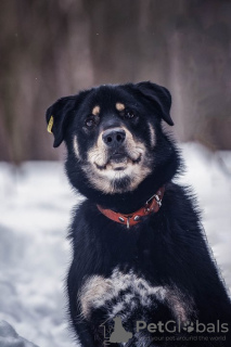 Foto №2 zu Ankündigung № 44914 zu verkaufen mischlingshund - einkaufen Russische Föderation quotient 	ankündigung