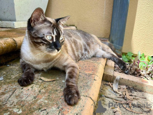 Foto №1. bengal katzenrasse - zum Verkauf in der Stadt Aalst | 797€ | Ankündigung № 152702