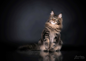 Zusätzliche Fotos: Kostenlose Maine Coon Katzen und Katzen