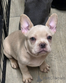 Foto №1. französische bulldogge - zum Verkauf in der Stadt Genf | 400€ | Ankündigung № 171766