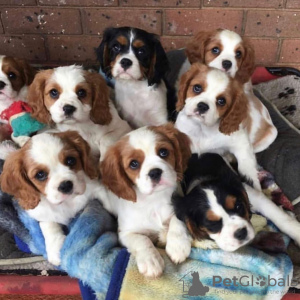 Foto №1. cavalier king charles spaniel - zum Verkauf in der Stadt Bern | verhandelt | Ankündigung № 123452