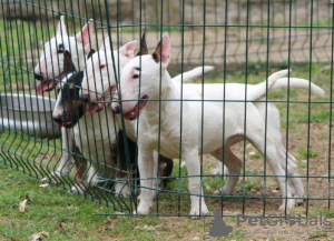 Zusätzliche Fotos: Mini bull terriers