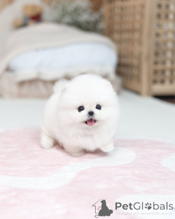 Foto №3. Entzückender Pomeranian-Welpe zur Adoption verfügbar. Tschechische Republik