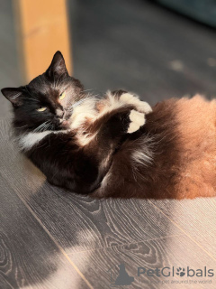 Zusätzliche Fotos: Die charismatische Katze Eraser ist in guten und zuverlässigen Händen.