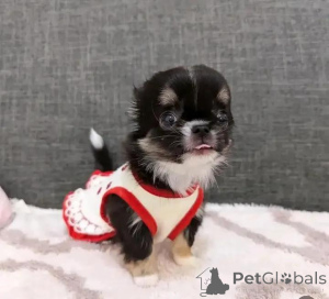 Foto №2 zu Ankündigung № 152215 zu verkaufen chihuahua - einkaufen Finnland quotient 	ankündigung, züchter