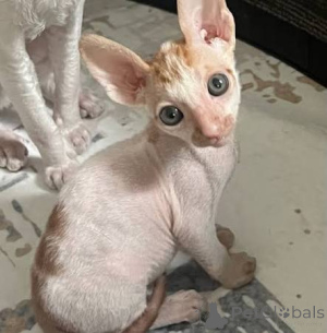Foto №3. Zu Hause aufgezogene Cornish-Rex-Kätzchen. Deutschland