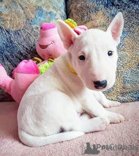 Foto №1. bullterrier - zum Verkauf in der Stadt Sofia | verhandelt | Ankündigung № 175977