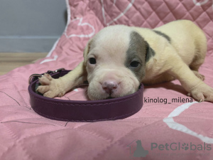 Foto №3. American Bully XL Welpe. Serbien