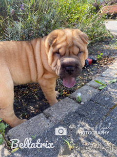 Zusätzliche Fotos: 3 szczenięta Shar Pei na sprzedaż
