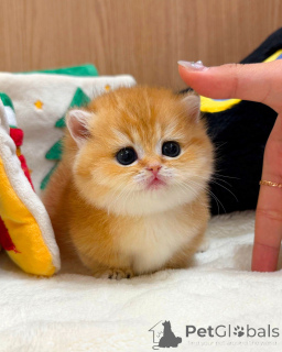 Foto №1. britisch kurzhaar - zum Verkauf in der Stadt Berlin | verhandelt | Ankündigung № 165877