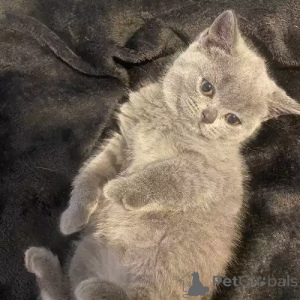 Foto №2 zu Ankündigung № 167270 zu verkaufen britisch kurzhaar - einkaufen Deutschland quotient 	ankündigung