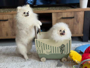 Foto №1. yorkshire terrier - zum Verkauf in der Stadt Helsinki | Frei | Ankündigung № 165321