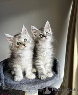 Foto №1. maine-coon-katze - zum Verkauf in der Stadt Żywiec | 564€ | Ankündigung № 158958