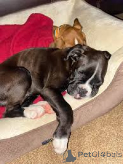 Foto №3. Chiots Boxer zu verkaufen. Belgien