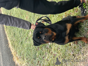 Foto №3. Rottweiler in Polen. Ankündigung № 135396