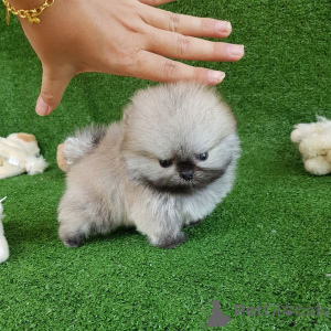 Foto №3. Teacup Pomeranian Spitz Welpe für Ihre Kinder. USA