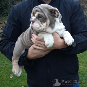 Foto №4. Ich werde verkaufen englische bulldogge in der Stadt Papenburg. züchter - preis - 450€