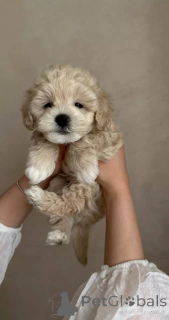 Foto №3. Tiny Maltipoo Welpen süß, klug und voller Freude!. Deutschland