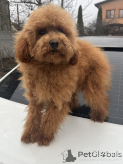 Foto №1. pudel (toy) - zum Verkauf in der Stadt Kiew | 1500€ | Ankündigung № 160236