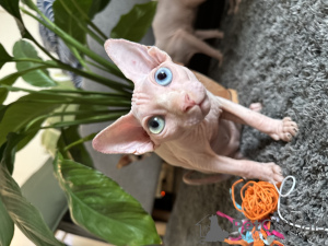 Foto №2 zu Ankündigung № 112243 zu verkaufen sphynx cat - einkaufen Polen züchter