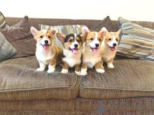 Foto №4. Ich werde verkaufen welsh corgi in der Stadt Silkeborg. quotient 	ankündigung, züchter - preis - 1600€