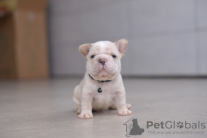 Foto №4. Ich werde verkaufen französische bulldogge in der Stadt Minsk. vom kindergarten, züchter - preis - 2839€