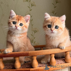 Foto №3. Hier ist Ihr herzerwärmendes Intro Lernen Sie meine kostbare kleine Freude. Frankreich