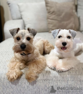 Foto №3. Wunderschöne geimpfte Schnauzer-Welpen stehen jetzt zum Verkauf in ein. Schweiz