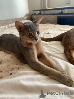 Foto №2 zu Ankündigung № 149033 zu verkaufen abessinierkatze - einkaufen Russische Föderation vom kindergarten, züchter