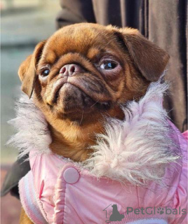 Foto №4. Ich werde verkaufen petit basset griffon vendéen in der Stadt Kula. züchter - preis - verhandelt