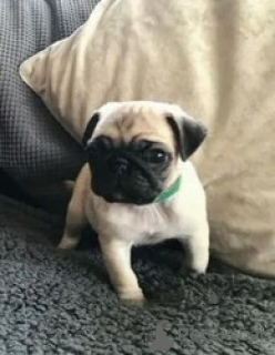 Foto №1. mops - zum Verkauf in der Stadt Witten | 580€ | Ankündigung № 175185