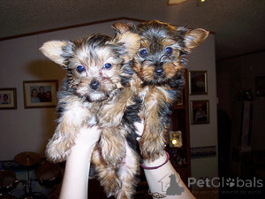Foto №1. yorkshire terrier - zum Verkauf in der Stadt ABERTS | verhandelt | Ankündigung № 174689