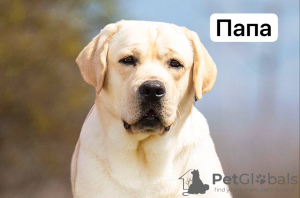 Foto №3. Labrador-Welpe. Montenegro