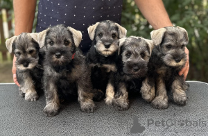 Foto №2 zu Ankündigung № 65668 zu verkaufen schnauzer - einkaufen Polen züchter