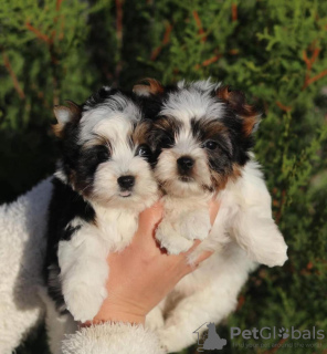 Foto №1. yorkshire terrier - zum Verkauf in der Stadt München | 260€ | Ankündigung № 97265