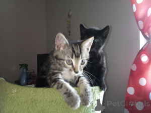 Foto №1. american shorthair - zum Verkauf in der Stadt Bernburg | 350€ | Ankündigung № 173623