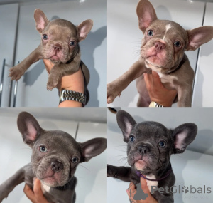 Foto №1. französische bulldogge - zum Verkauf in der Stadt Augsburg | 400€ | Ankündigung № 173329