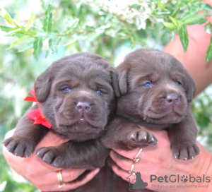 Foto №1. labrador retriever - zum Verkauf in der Stadt Berlin | 750€ | Ankündigung № 57518