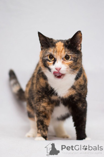 Foto №2 zu Ankündigung № 166041 zu verkaufen  - einkaufen Russische Föderation quotient 	ankündigung