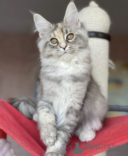 Foto №1. maine-coon-katze - zum Verkauf in der Stadt Baden-Baden | 965€ | Ankündigung № 163186