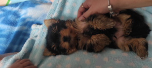 Foto №3. Yorkie-Welpen. Israel